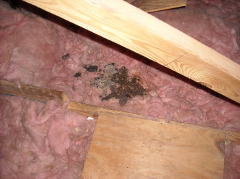 yet another attic destroyed by raccoons