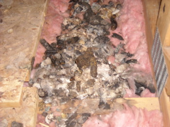 this has got to be one of the most disgusting piles of raccoon feces ever found in an attic