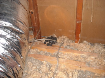 more raccoon feces in attic