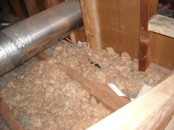 what you don't want in your attic