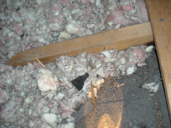 filth, debris, and waste from raccoons inhabiting an attic