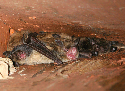 bats in rafters
