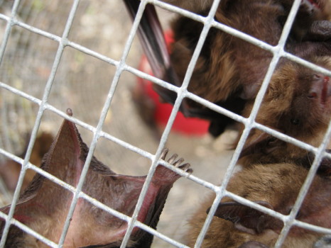 Close-up of bats in a trap