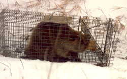 Beaver Brad trapped in snow