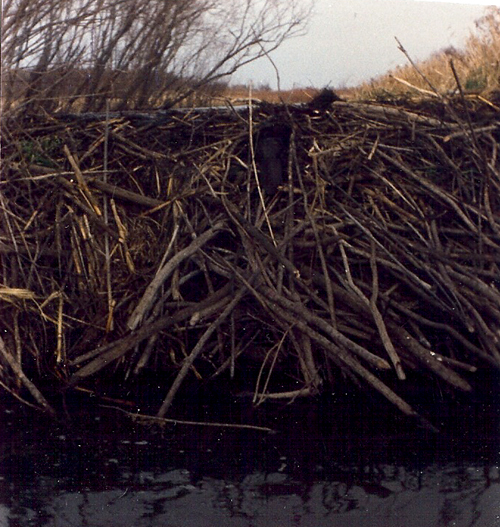 Large Beaver Dam