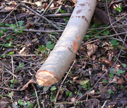 beaver damage to tree