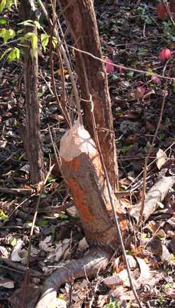 beaver damaged tree