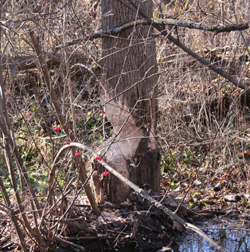 another beaver damaged tree