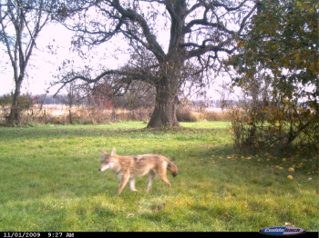 phot we took of a coyote