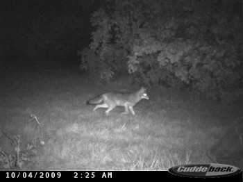 another coyote in the early morning