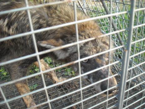 coyote with mange removed by Suburban Wildlife Control