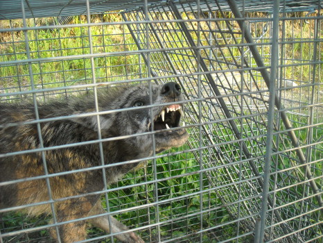 coyote with mange removed by Suburban Wildlife Control