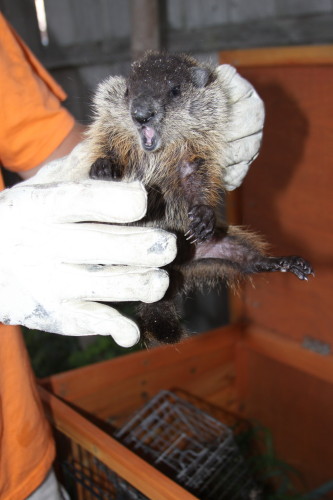 groundhog removal by SUburban Wildlife Control