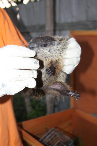 groundhog removal by SUburban Wildlife Control