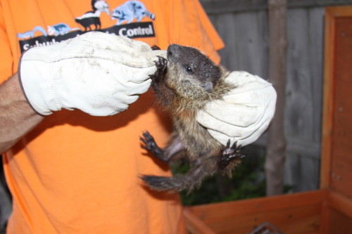 groundhog removal by SUburban Wildlife Control