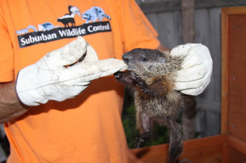groundhog removal by SUburban Wildlife Control