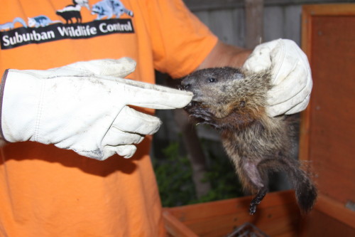 groundhog removal by SUburban Wildlife Control