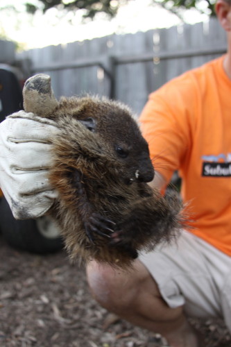 groundhog removal by SUburban Wildlife Control