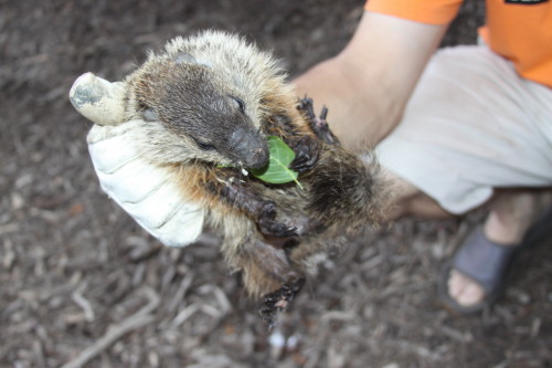 groundhog removal by SUburban Wildlife Control