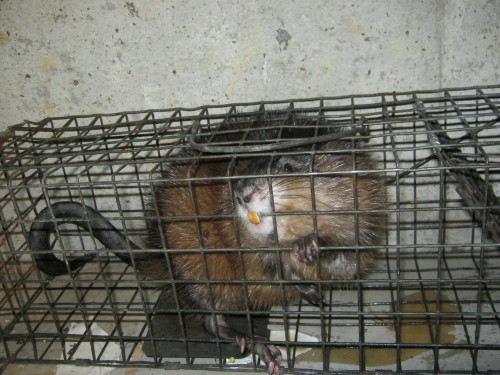 Muskrat that caused major damage removed by SUburban Wildlife Control