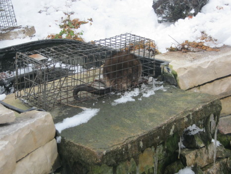 Muskrat that ruined a pond captured and removed by Suburban Wildlife Control