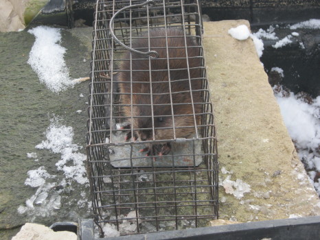 Muskrat that ruined a pond captured and removed by Suburban Wildlife Control