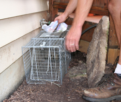 Brad setting trap for opossum