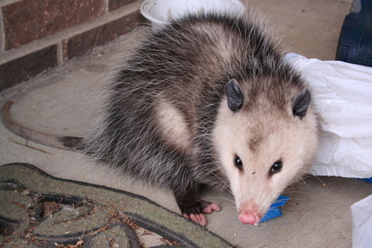 opossum on porch