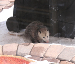 Opossum removed by Suburban Wildlife Control