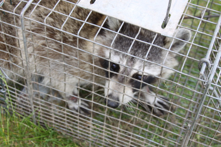 raccoon in trap