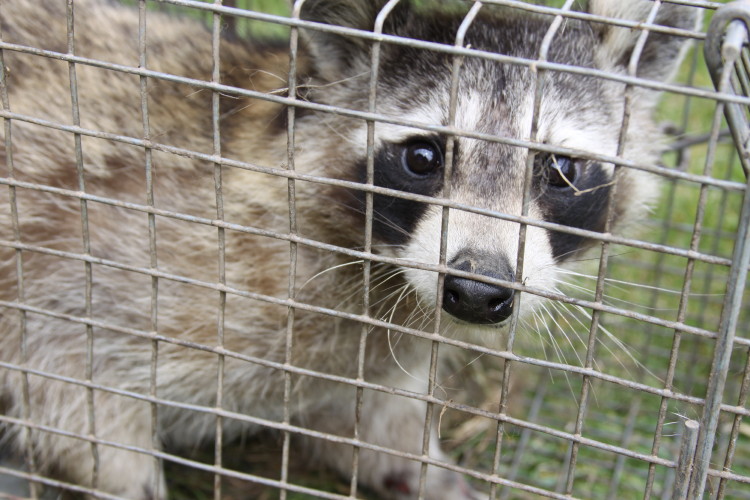 Raccoon Removed by Suburban Wildlife Control