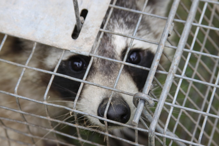 Raccoon Removed by Suburban Wildlife Control