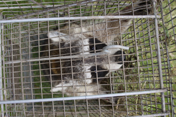 raccoon removal by suburban wildlife control