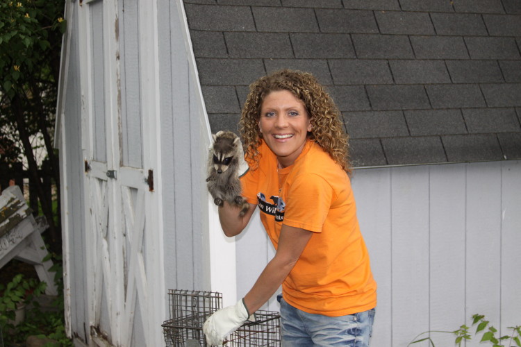 suburban wildlife control removing raccoons from under a shed