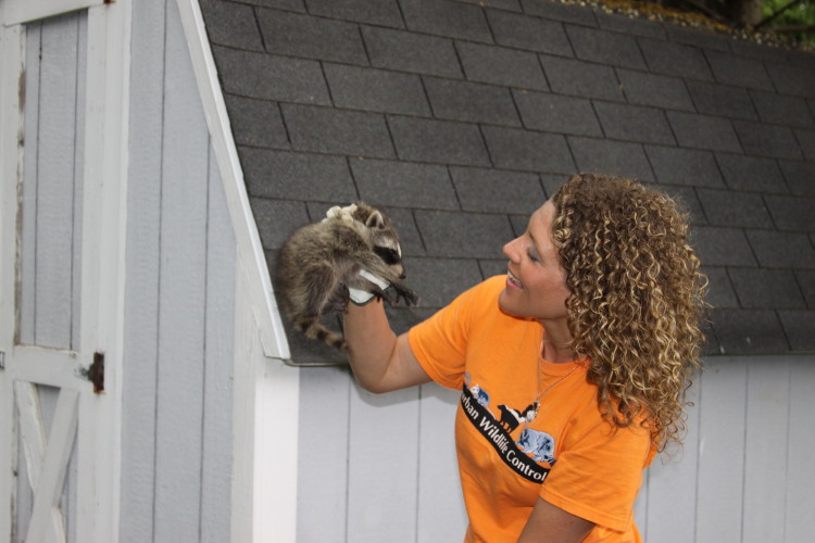 suburban wildlife control and baby raccoons