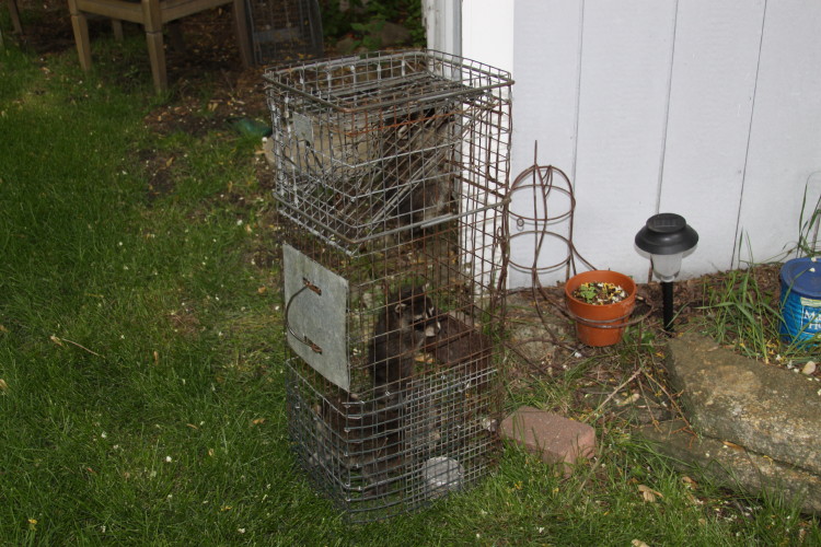raccoon removal by suburban wildlife control