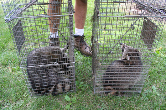 2 raccoons we caught
