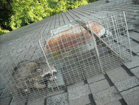 Raccoon Removed by Suburban Wildlife Control