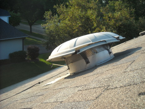 Raccoon Removed by Suburban Wildlife Control