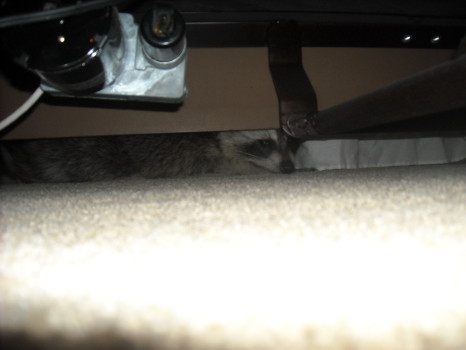 raccoon under bed