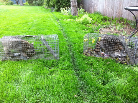 two trapped raccoons