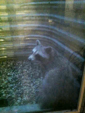 raccoon in a window well
