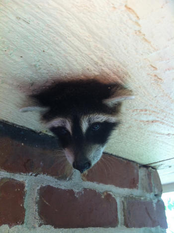 raccoon baby stuck in knothole