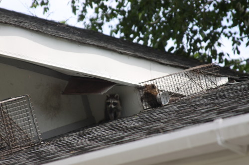 Raccoon Removed by Suburban Wildlife Control