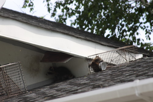 Raccoon Removed by Suburban Wildlife Control