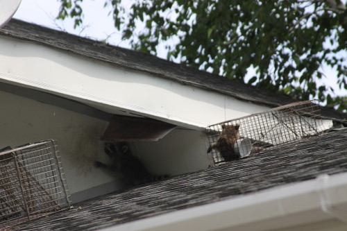 Raccoon Removed by Suburban Wildlife Control