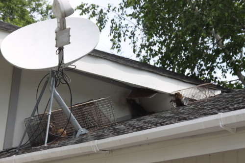 Raccoon Removed by Suburban Wildlife Control