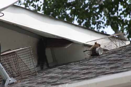 Raccoon Removed by Suburban Wildlife Control