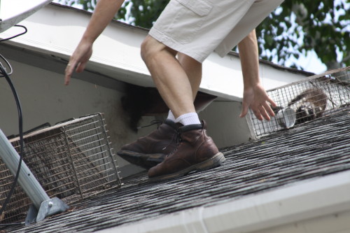 Raccoon Removed by Suburban Wildlife Control