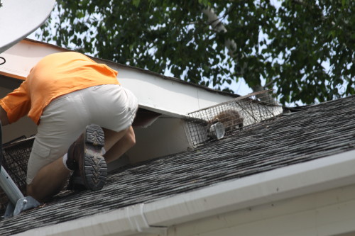 Raccoon Removed by Suburban Wildlife Control